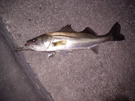 電気ウキで狙う夜釣りのフッコ